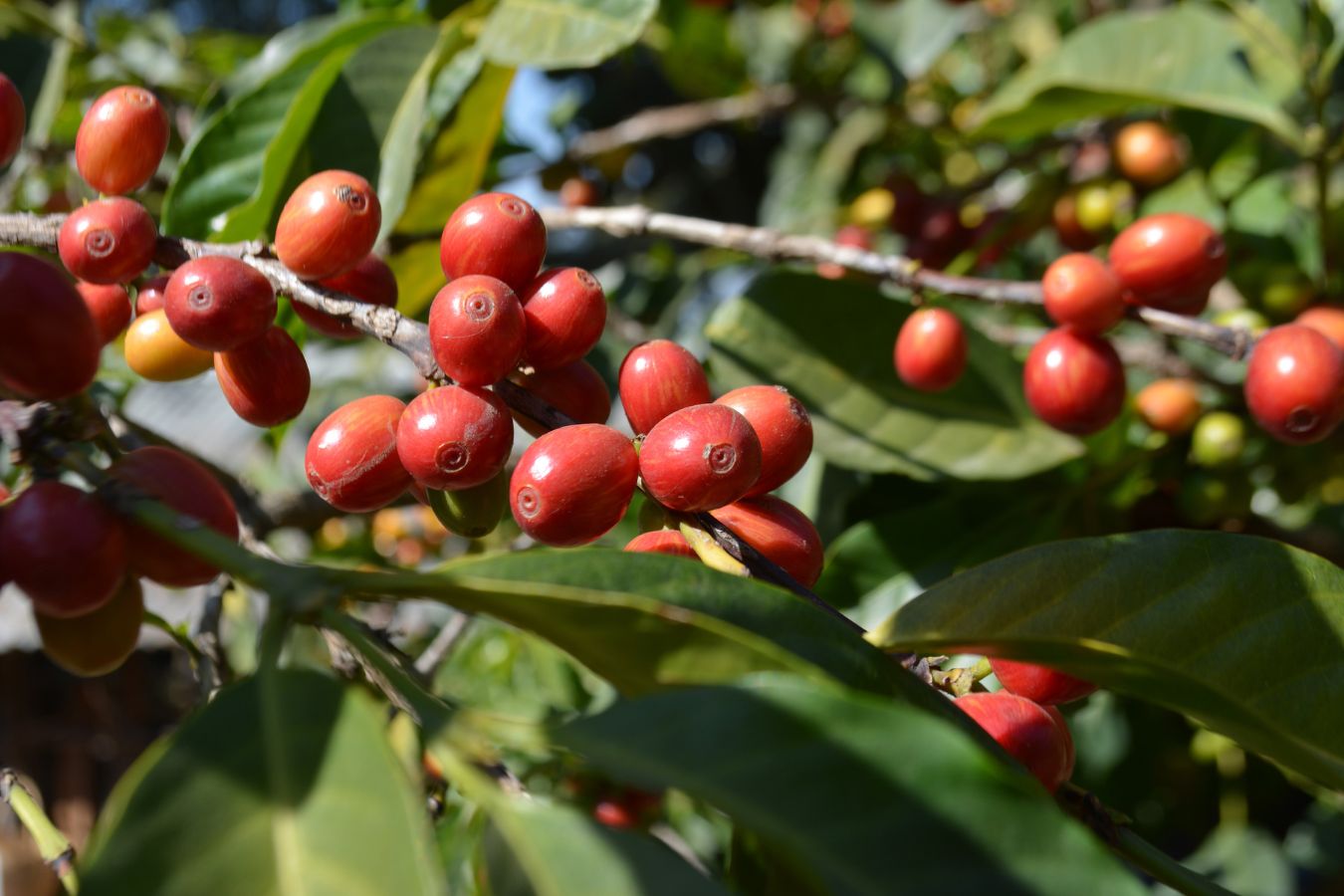 Why Ethiopian Coffee Varietals are Called Heirloom