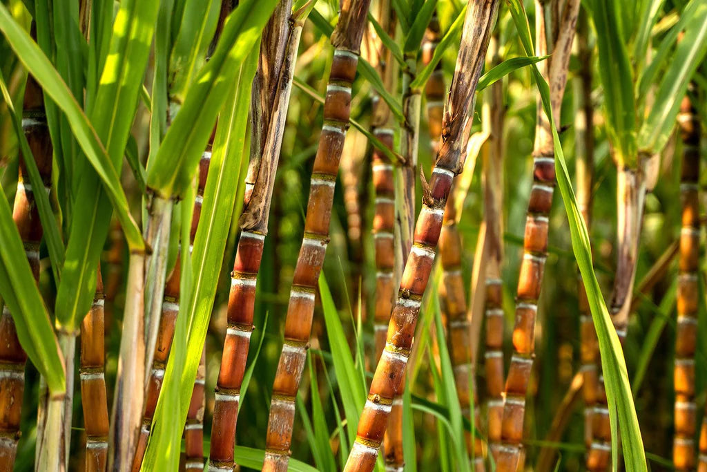 The Sugarcane Decaf Process Explained