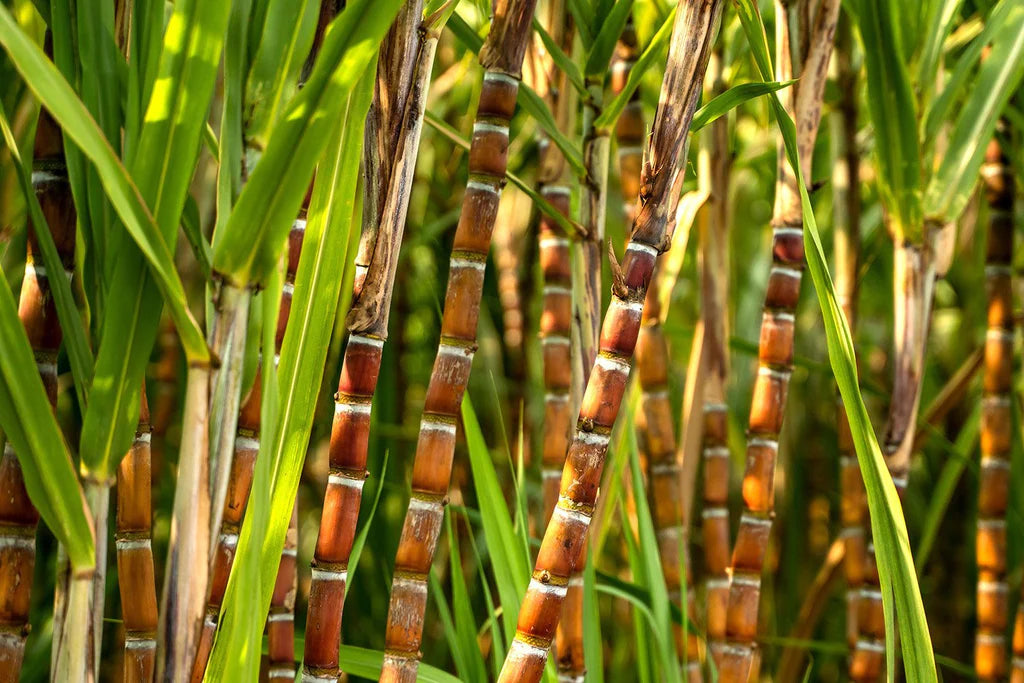 The Sugarcane Process Decaffeination Method