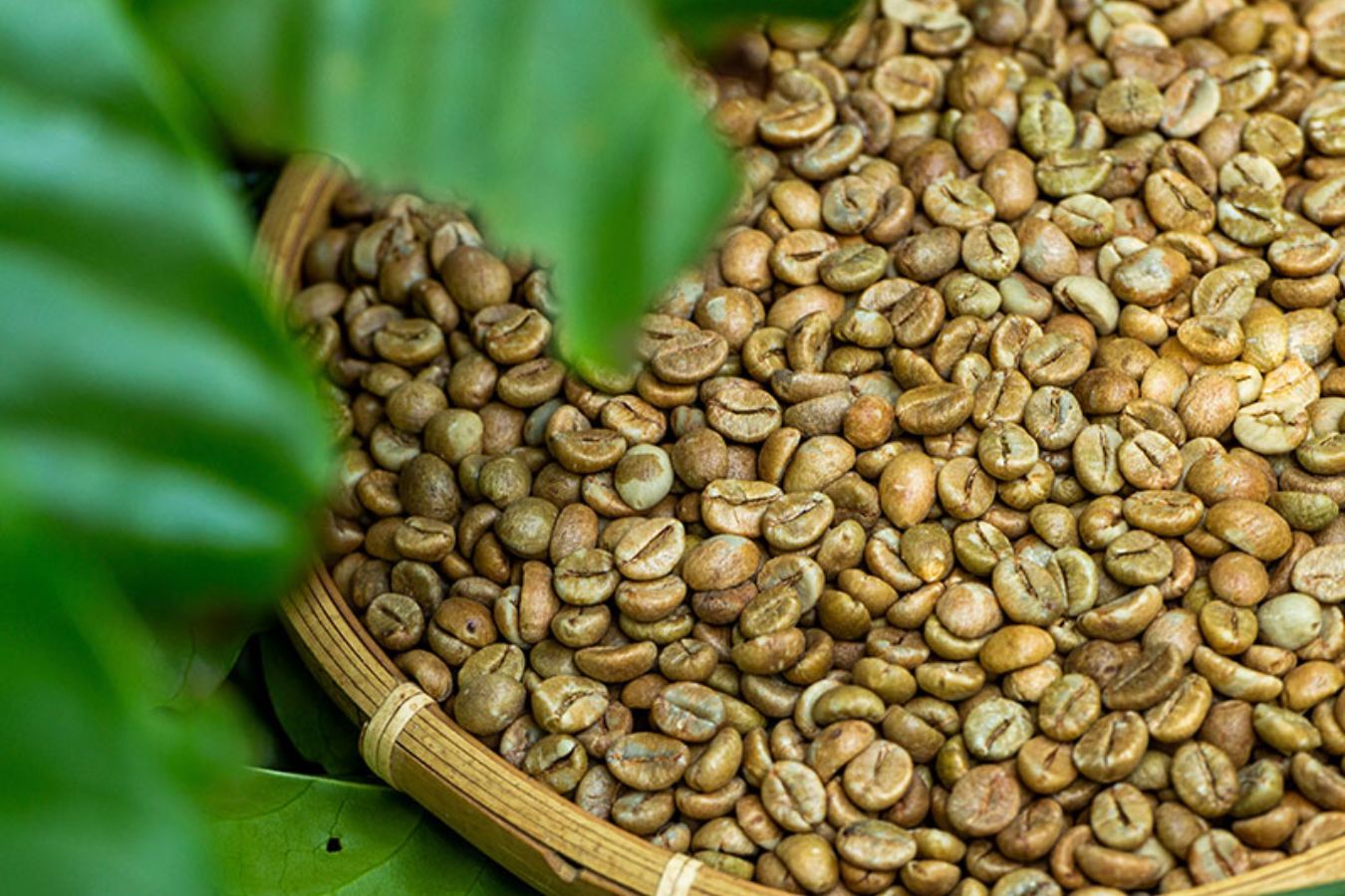The History of Robusta